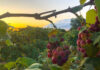 mississippi valley wine trail